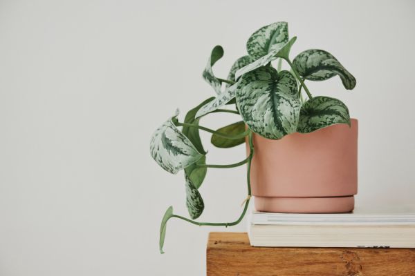 Scindapsus : secrets de culture pour une plante d’intérieur aussi robuste que décorative